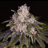 π Strawnana Seeds (100% off)